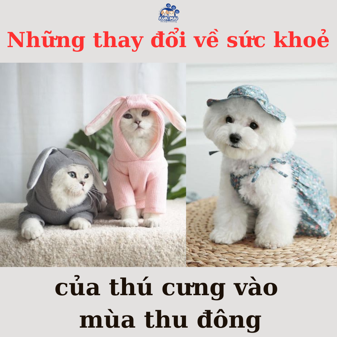 NHỮNG THAY ĐỔI VỀ SỨC KHOẺ VÀO MÙA THU ĐÔNG