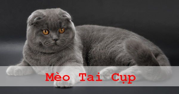 10 giống mèo đẹp nhất thế giới