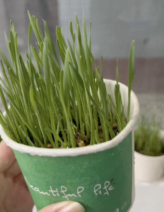 Cỏ lúa mạch tươi cho mèo