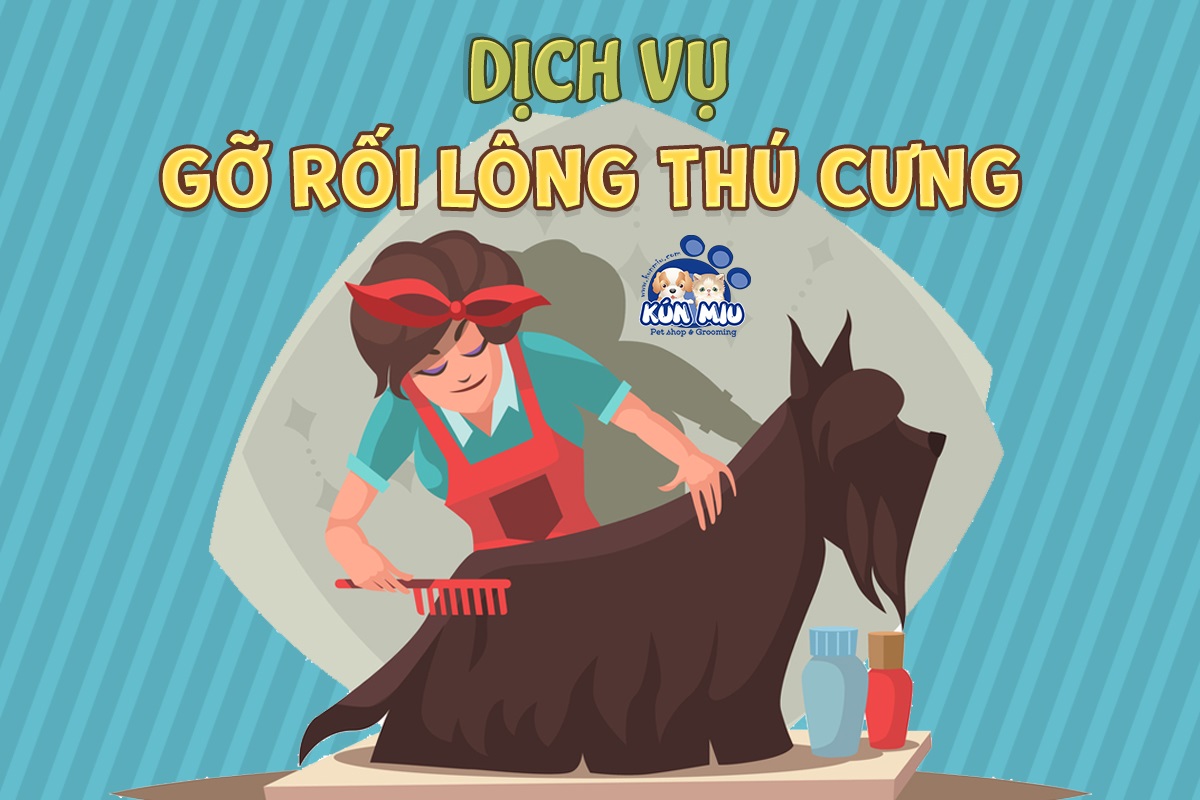 Dịch vụ gỡ rối lông thú cưng chất lượng và hiệu quả nhất Hà Nội