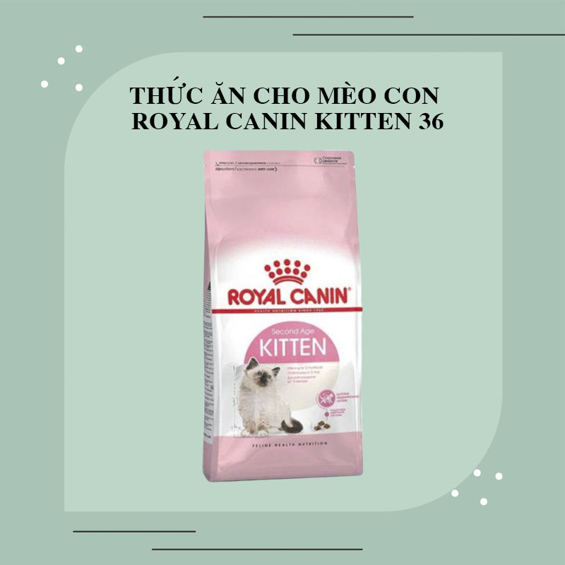 Thức ăn cho mèo con Royal Canin Kitten 36