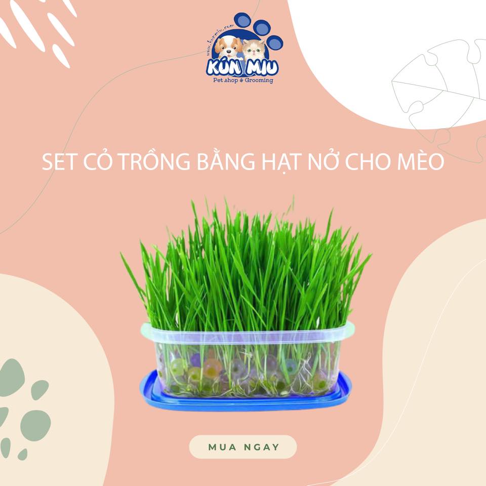 Set hạt giống cỏ trồng bằng hạt nở cho mèo