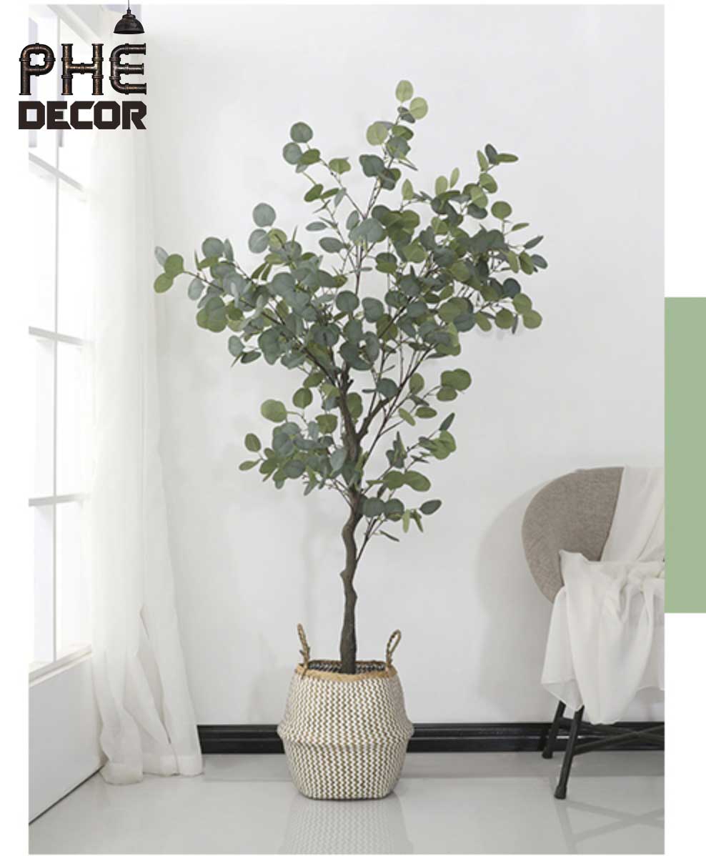 Cây Bạch Đàn - Cg02