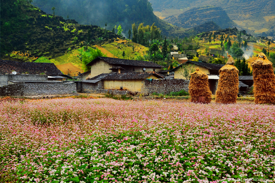 Hà Giang - Lũng Cú - Đồng Văn - Rực Rỡ Mùa Hoa Tam Giác Mạch - Tết Dươ -  Thai Tourist