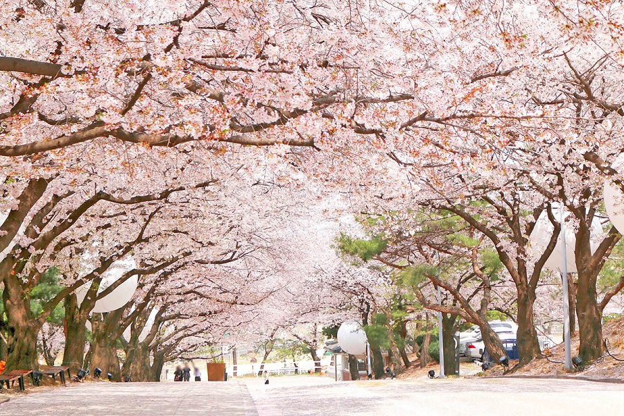 Tour Hà Nội – Seoul – Nami – Everland – Công Viên Yeouido (5N4Đ) Mùa hoa Anh đào