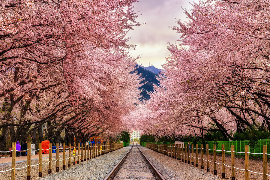 Seoul - Đảo Thiên Đường Jeju – Công Viên Everland – Đảo Nami - Tháp Truyền Hình Seoul (6N5D)
