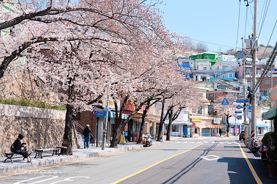 Tour Hà Nội - Busan - Seoul - Đảo Nami - Incheon (6N5Đ)  Ngắm Hoa Anh Đào