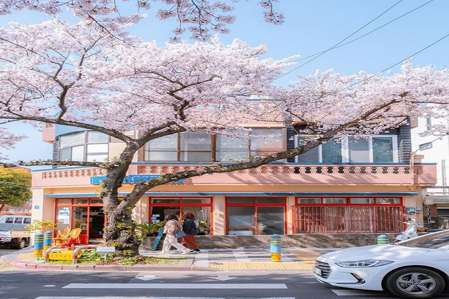 Tour Hà Nội - Seoul - Nami - Everland – Công Viên Yeouido (5N4Đ) Mùa hoa Anh đào