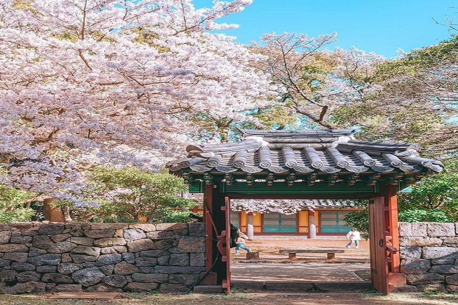 Tour Hà Nội – Seoul – Nami – Everland – Công Viên Yeouido – Rừng Seoul  (5N4Đ) Mùa  hoa Anh đào