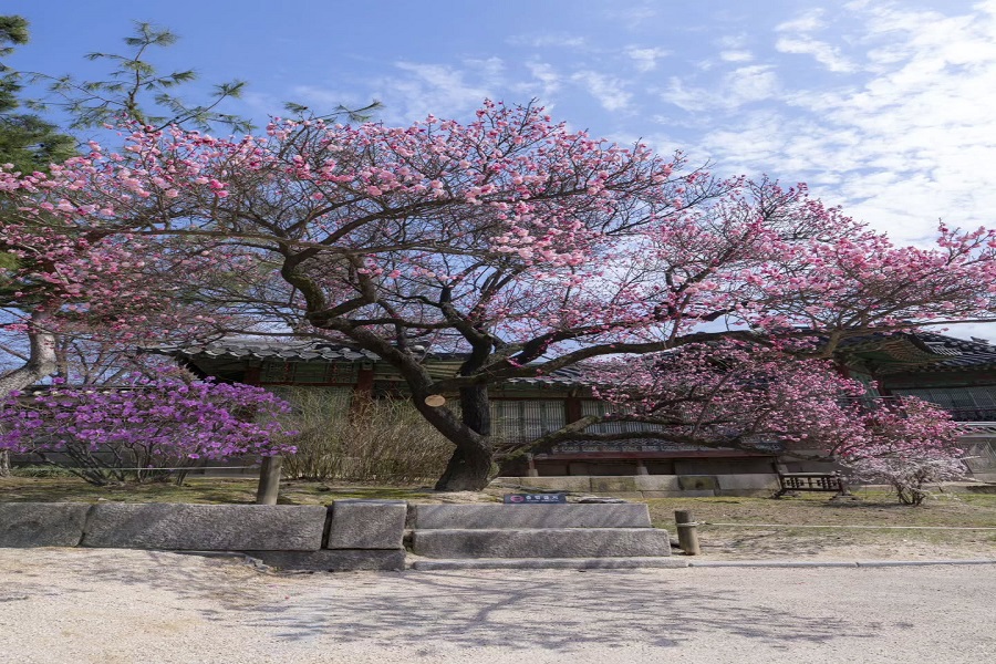 Tour Hà Nội - Busan - Seoul - Đảo Nami - Incheon (6N5Đ)  Ngắm Hoa Anh Đào