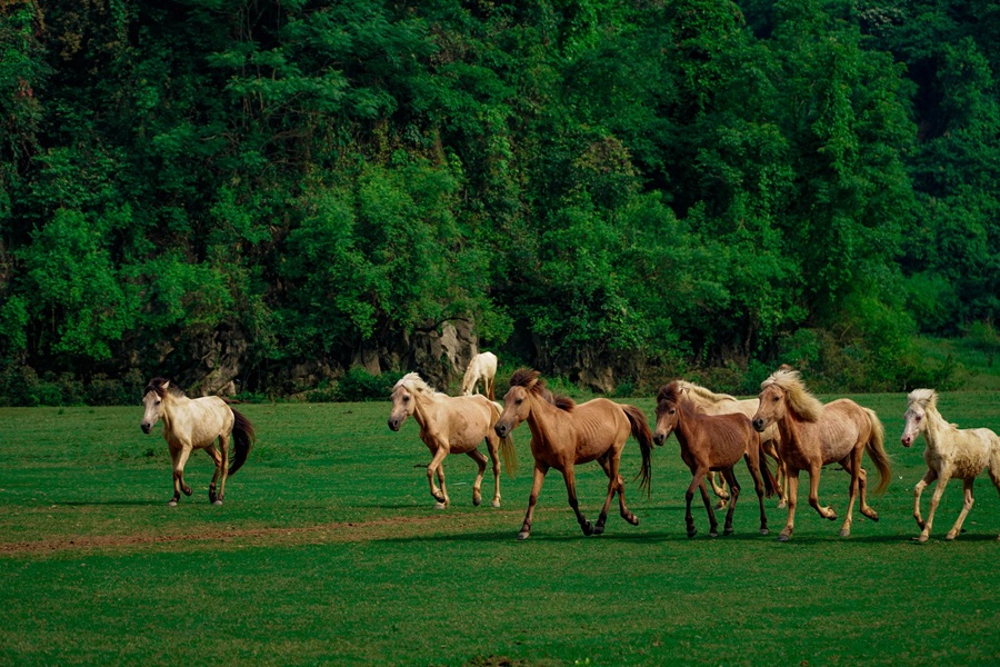 HÀ NỘI - THÁI HẢI - BẮC SƠN - THẢO NGUYÊN ĐỒNG LÂM 2N1Đ