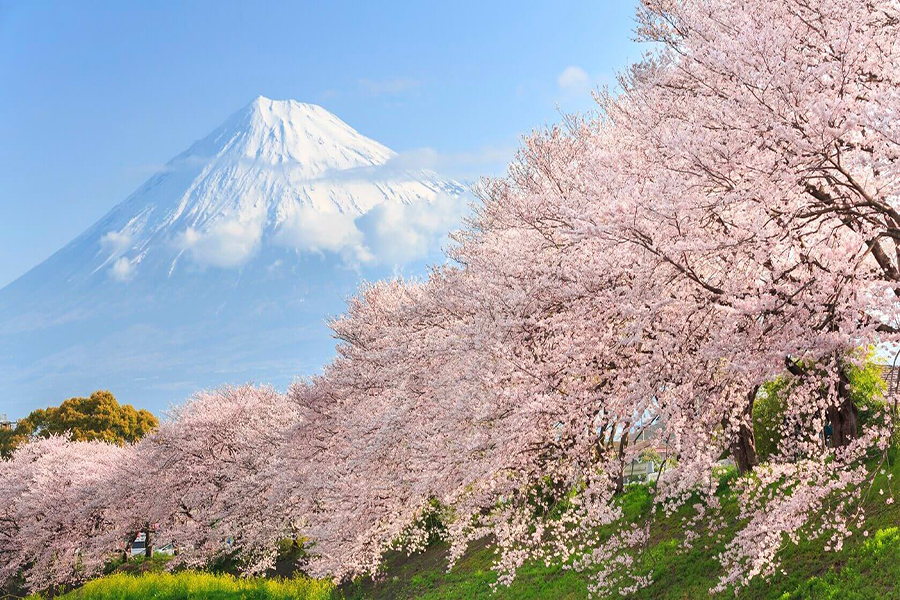 Tokyo - Phú Sỹ - Nagoya - Kyoto - Osaka - Lạc vào xứ sở hoa anh đào (6N5D)