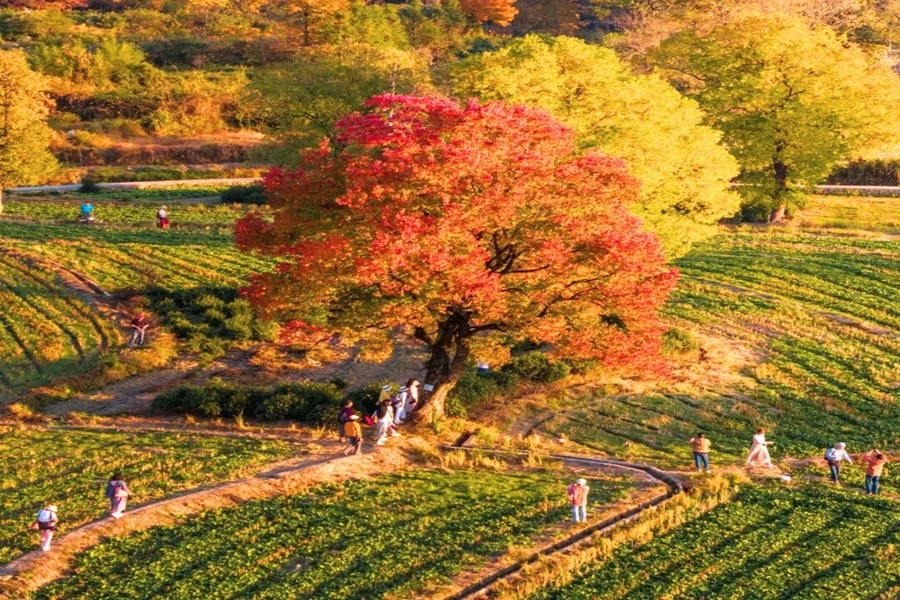 Tour Thượng Hải - Hàng Châu - Tây Ô Trấn (6N5Đ)