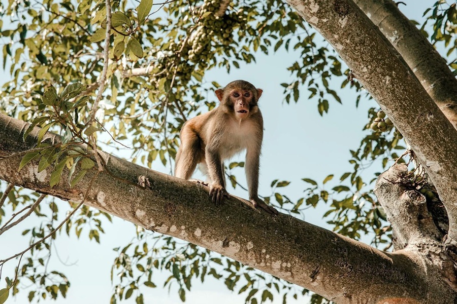 Tour trekking VQG Cát Bà nửa ngày: Khám phá hang động & leo núi