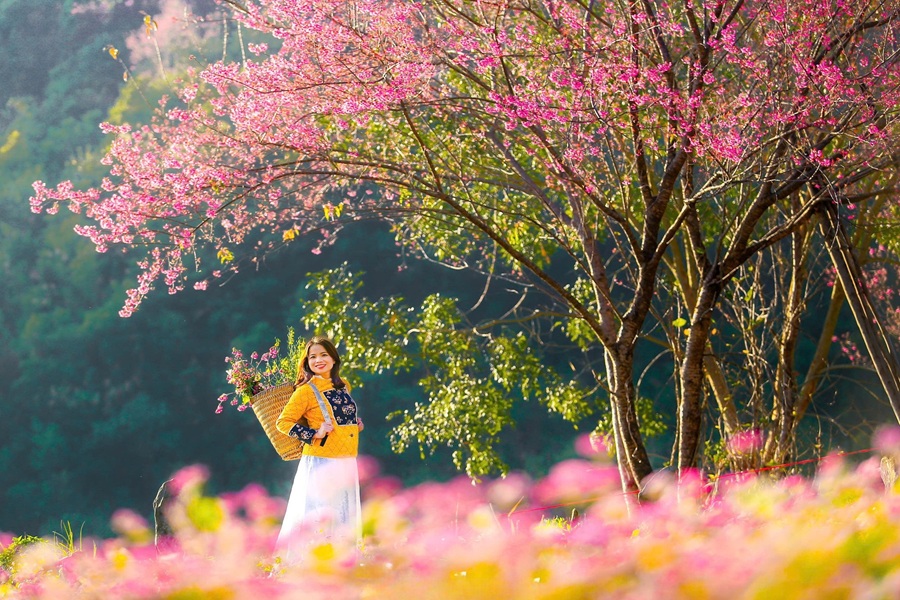 Tết ÂL 2026 Mù Cang Chải - Mùa hoa Tớ Dày 2N1Đ