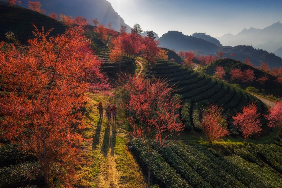 Tết ÂL 2026 Tây Bắc số 2 (Sapa - Lai Châu - Điện Biên - Mộc Châu - Mai Châu) 4N4D