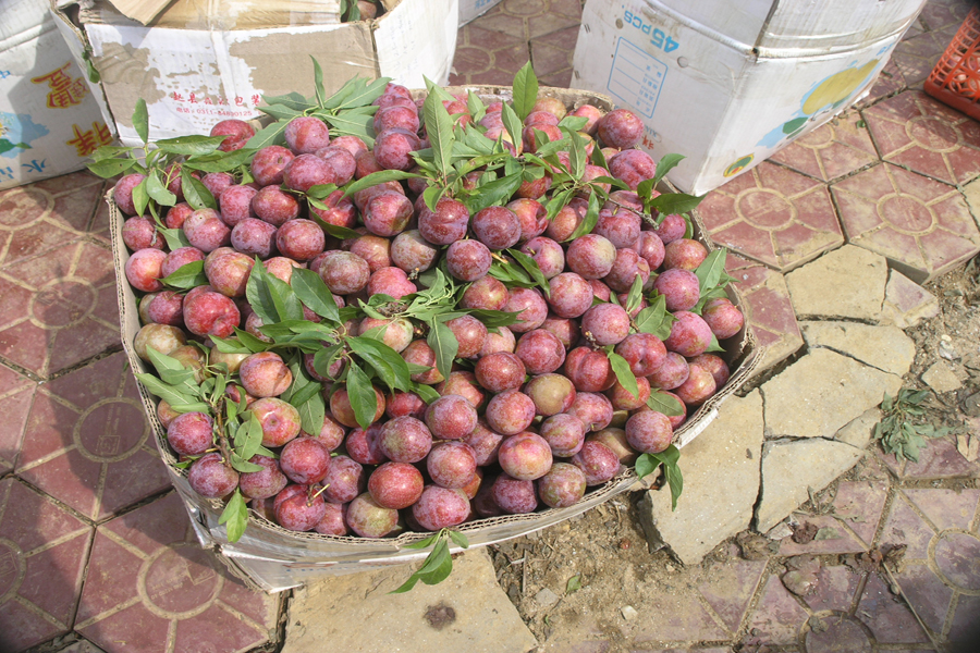 Hoàng Su Phì- Xín Mần - Bắc Hà Mùa Lúa Chín