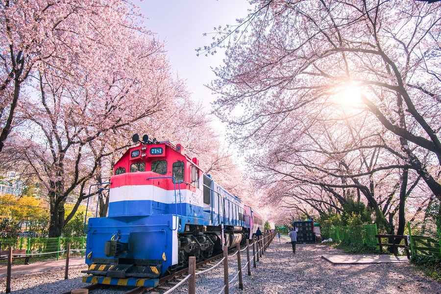 Tour Hà Nội – Seoul – Nami – Everland – Công Viên Yeouido – Rừng Seoul  (5N4Đ) Mùa  hoa Anh đào