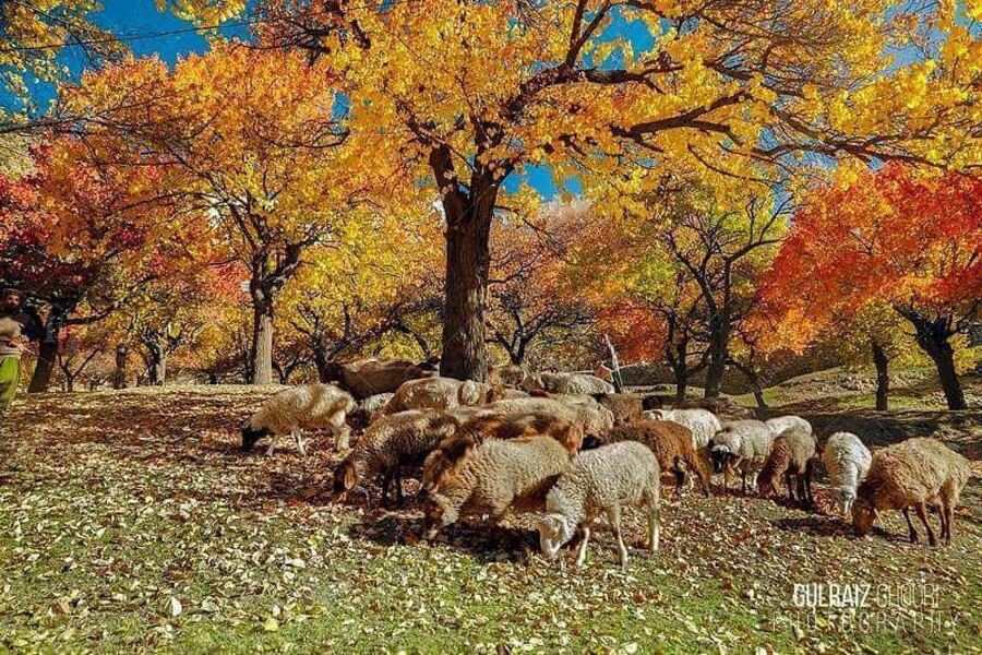 PAKISTAN ĐI TÌM CUNG ĐƯỜNG CUỐI CÙNG