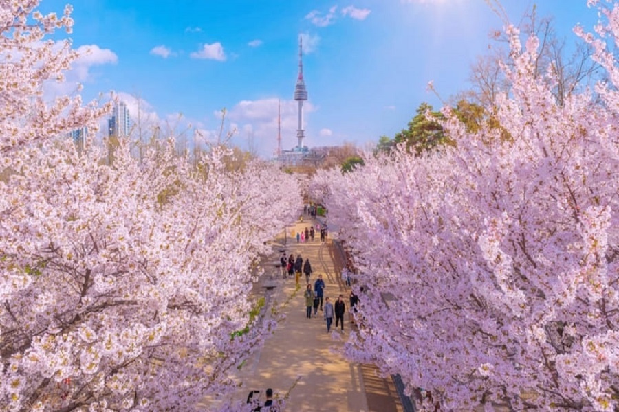 Tour Hà Nội – Seoul – Nami – Everland – Công Viên Yeouido – Rừng Seoul  (5N4Đ) Mùa  hoa Anh đào
