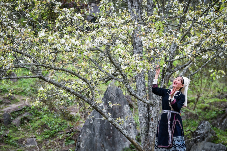 Tết ÂL 2026 Na Hang - Hồng Thái mùa hoa lê trắng 2NĐ
