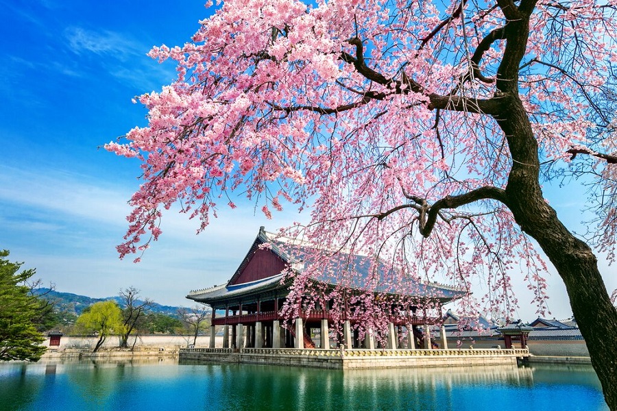 Tour Hà Nội – Seoul – Nami – Everland – Công Viên Yeouido – Rừng Seoul  (5N4Đ) Mùa  hoa Anh đào