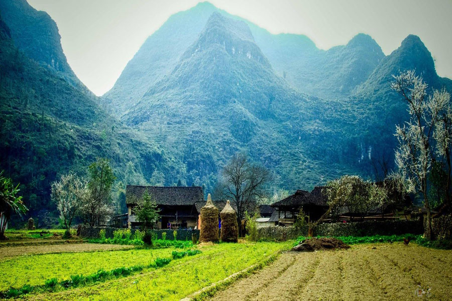 Hà Giang - Cao Bằng Mùa Hoa Tam Giác Mạch 4N3Đ