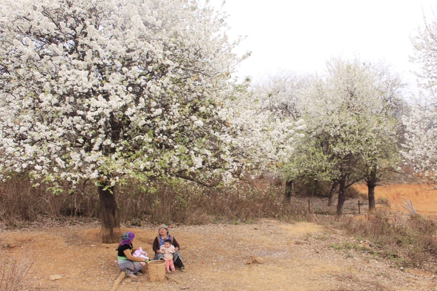 Tết ÂL 2026 Mù Cang Chải - Mùa hoa Sơn Tra 2N1Đ