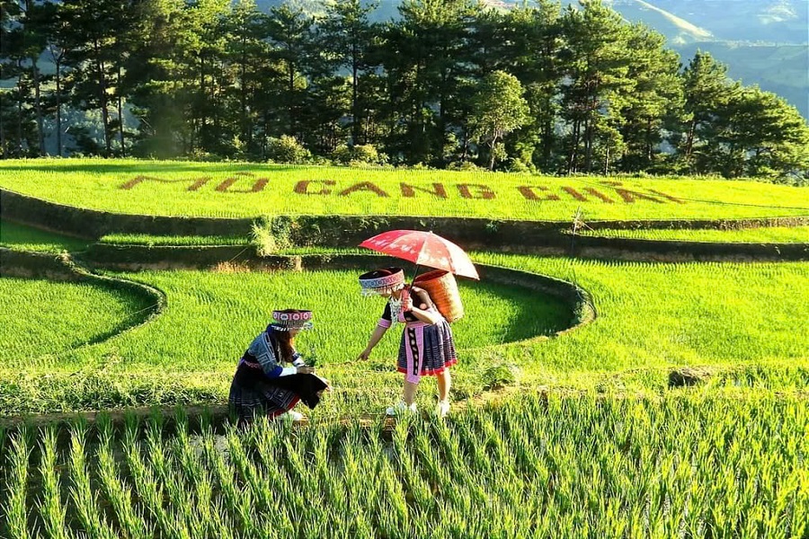 Tour Mù Cang Chải – Đèo Khau Phạ – Tú Lệ – Trạm Tấu (3N2Đ)