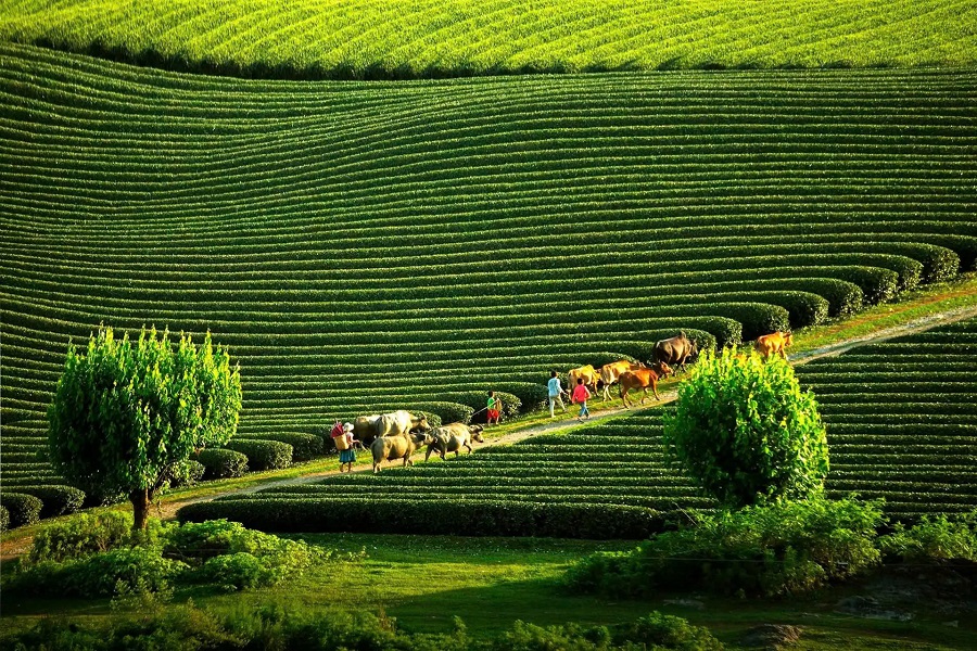 Tour Mai Châu – Mộc Châu – Cầu Kính Bạch Long (2N1Đ)