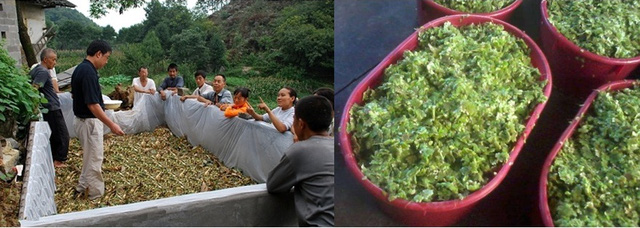 Kỹ thuật ủ chua lá và củ sắn làm thức ăn chăn nuôi | Công ty TNHH TM & SX  Bình Quân