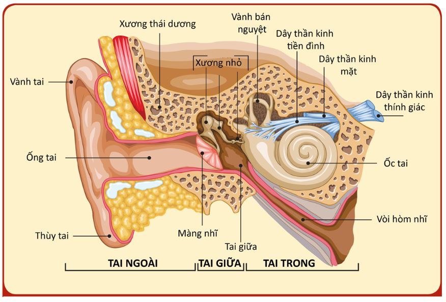 cau-tao-tai