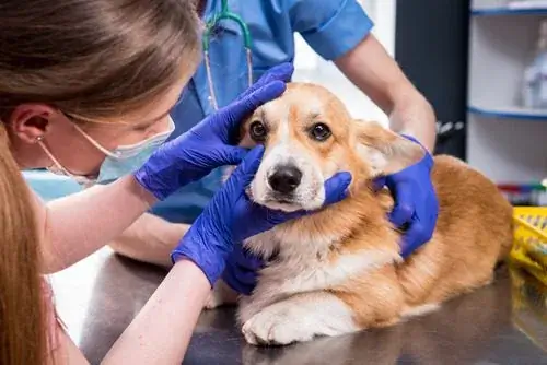 Bác sĩ thú y kiểm tra mắt chó có biểu hiện đỏ và khó chịu.Bác sĩ thú y kiểm tra mắt chó có biểu hiện đỏ và khó chịu.