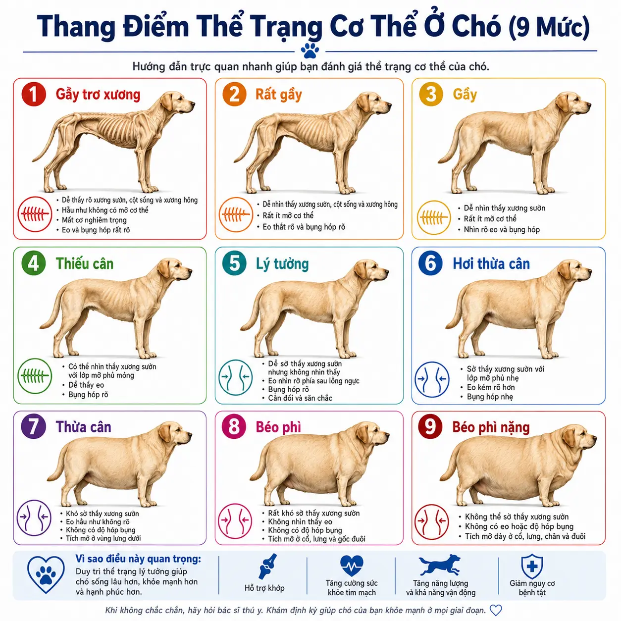 Thang điểm thể trạng 9 mức dùng để đánh giá lượng mỡ trên cơ thể chó.