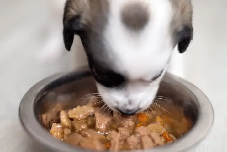 Chó con khoảng tám tuần ăn khẩu phần puppy