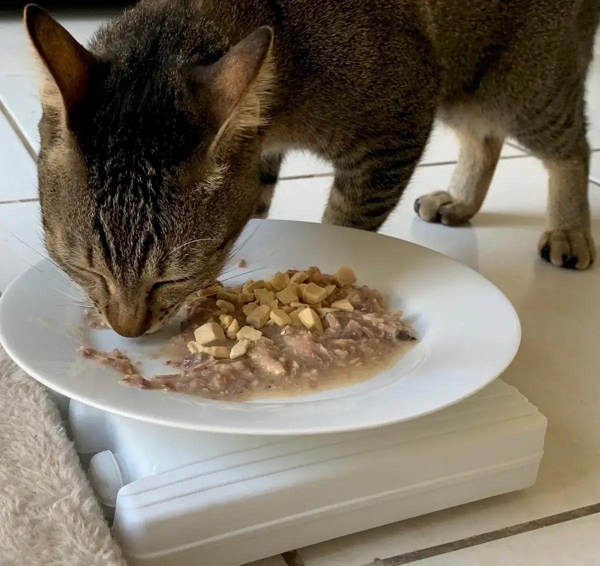 Mèo chỉ liếm phần pate và để lại hạt trong bát.