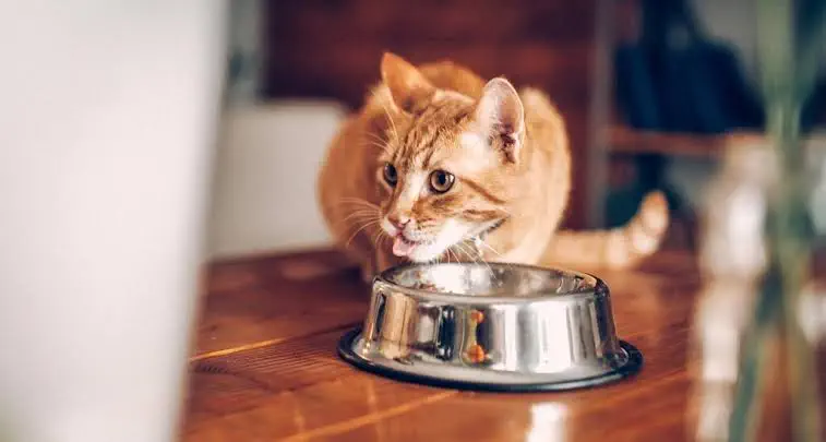 Lượng topping trên thức ăn hạt được giảm dần qua từng giai đoạn.