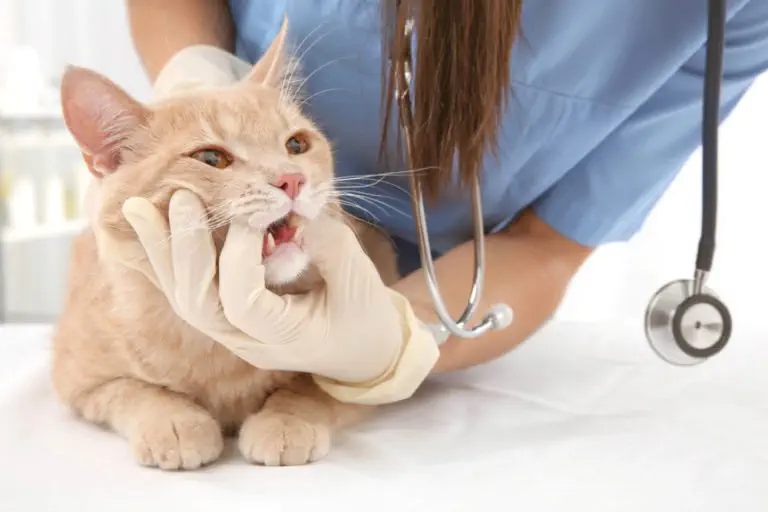 Bác sĩ thú y kiểm tra răng miệng cho mèo từ chối thức ăn cứng.