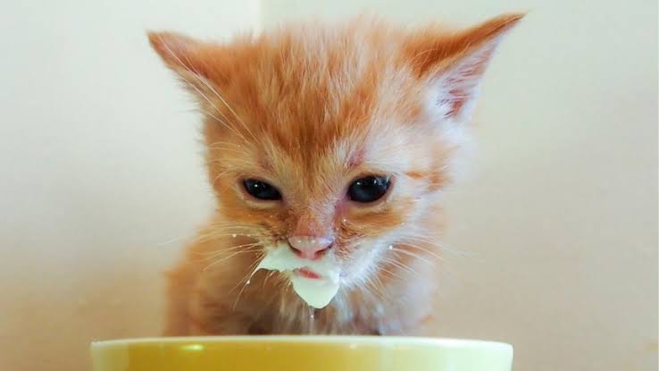 Mèo con chuyển dần từ sữa sang thức ăn mềm