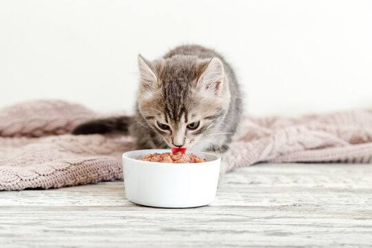 Mèo con khoảng tám tuần ăn thức ăn kitten làm bữa chính