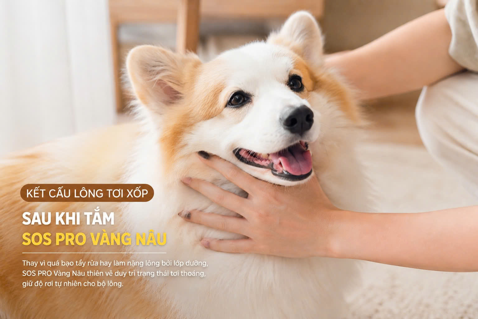 Thay vì quá bạo tẩy rửa hay làm nặng lông bởi lớp dưỡng, SOS PRO Vàng Nâu thiên về duy trì trạng thái tơi thoáng, giữ độ rơi tự nhiên cho bộ lông.