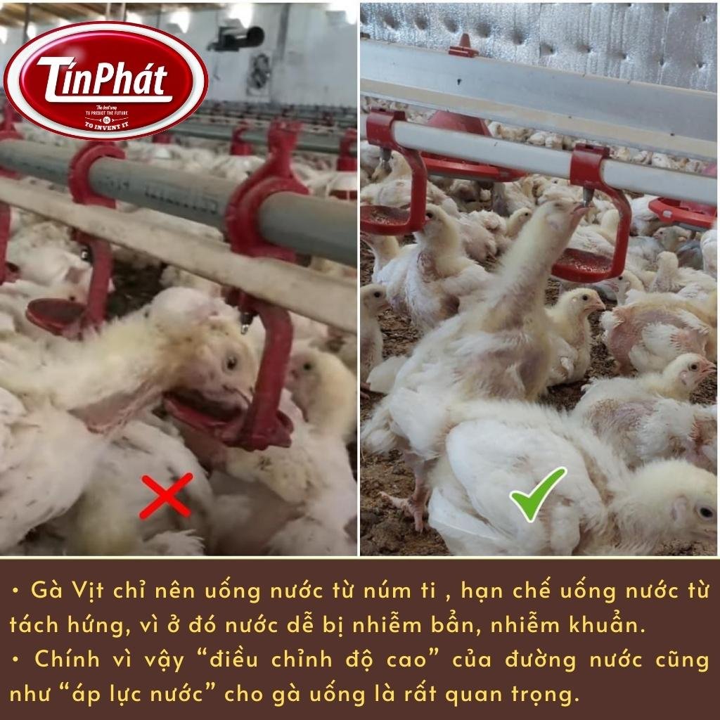 Máng Nước Tự Động Trong Chăn Nuôi Gia Cầm