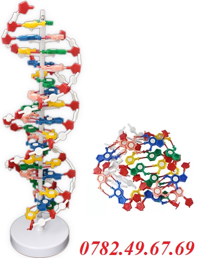 Mô hình cấu trúc không gian phân tử ADN  Thiết bị y tế nhập khẩu