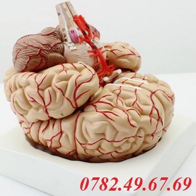 Mô hình giải phẫu bộ não người 9 phần XC308D