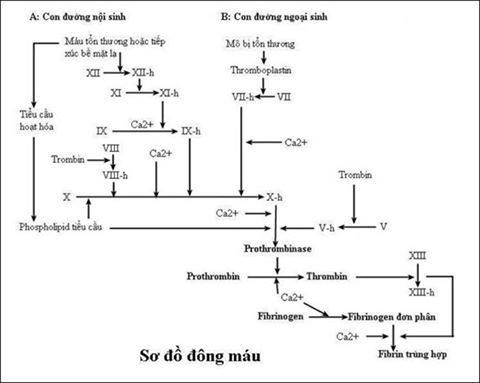 Đông Máu Là Gì? Trình Bày Cơ Chế Đông Máu Chi Tiết và Dễ Hiểu