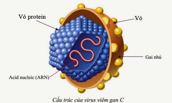 VIÊM GAN C CẦN LÀM NHỮNG XÉT NGHIỆM NÀO?