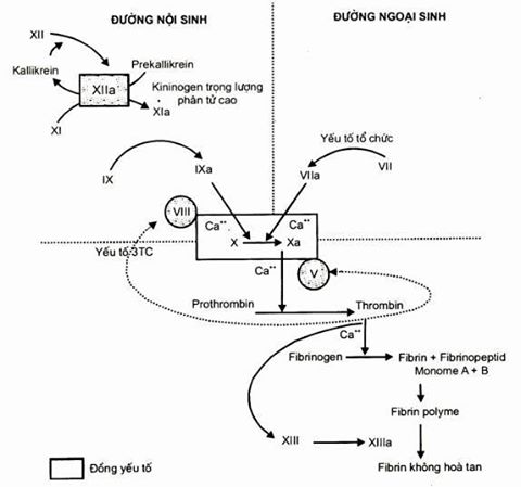 XÉT NGHIỆM ĐÁNH GIÁ ĐÔNG MÁU NGOẠI SINH