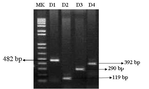 ƯU ĐIỂM CỦA KỸ THUẬT REAL-TIME PCR TRONG CHẨN ĐOÁN DENGUE XUẤT HUYẾT