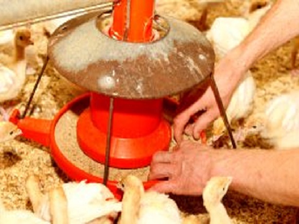 Feed Restriction In Broiler Production (Part 2)