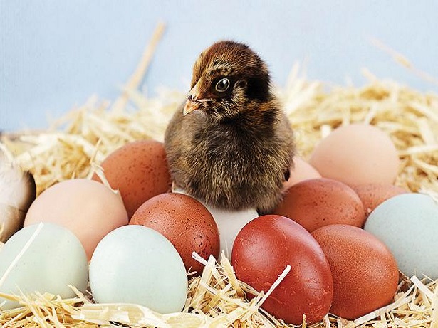 A Guide To Giving Hens The Best Start In Life( End)